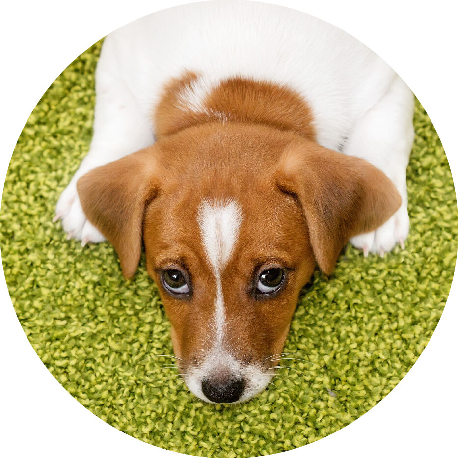 dog looking up from laying on carpet